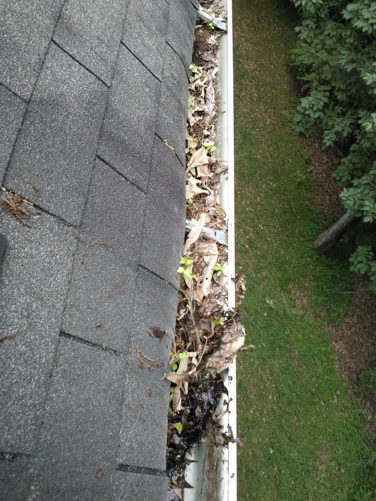 Leaves and debris collected in a rain gutter beside a shingled roof