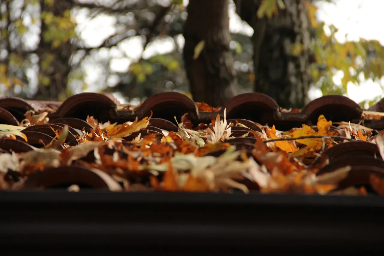 Autumn leaves lying among terracotta roof tiles in Taraklı, Turkey, photographed in October 2014