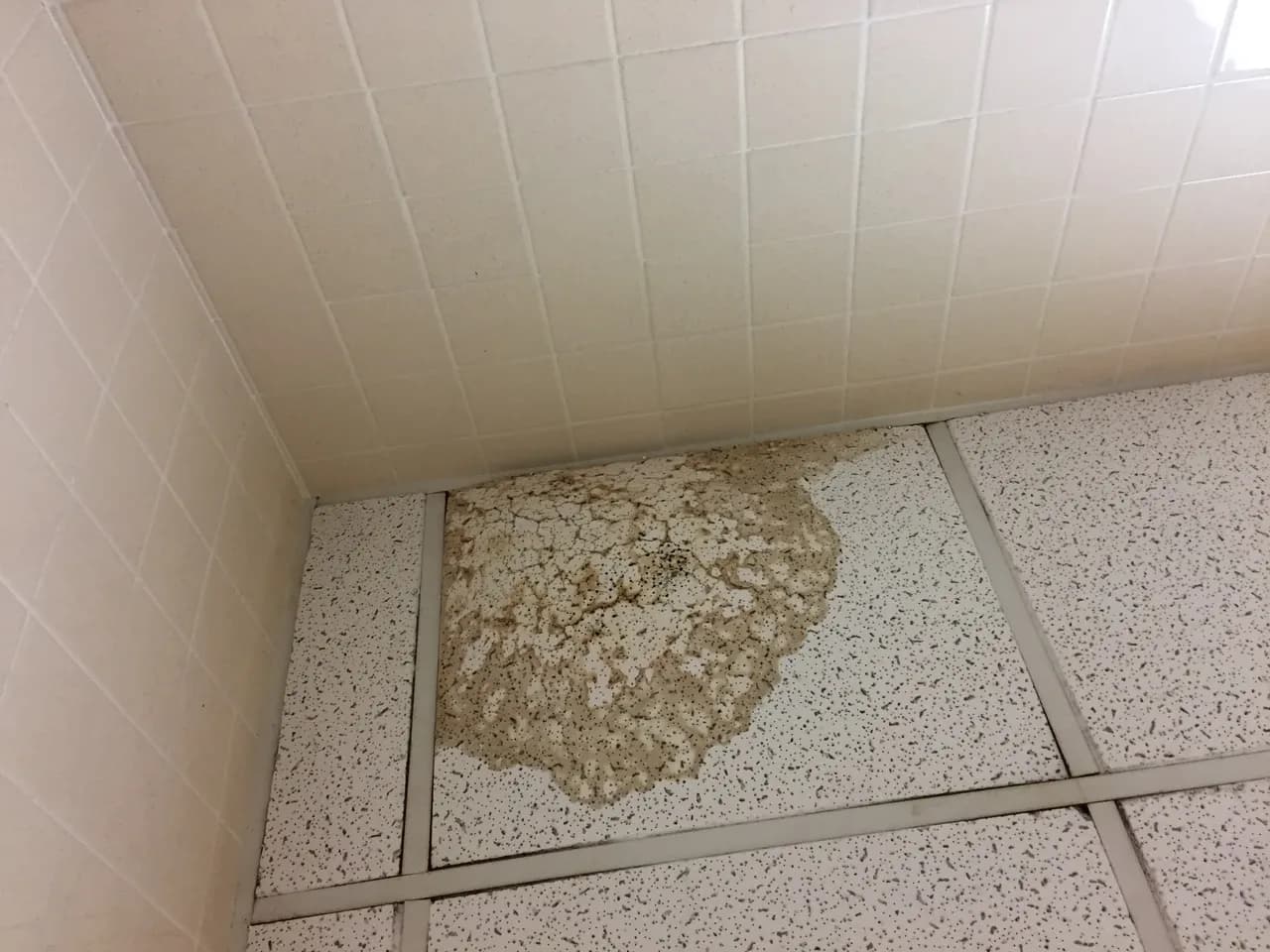 Ceiling panel with a large brown stain beside other ceiling tiles, photographed in July 2017